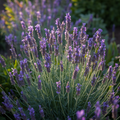 Lavanda