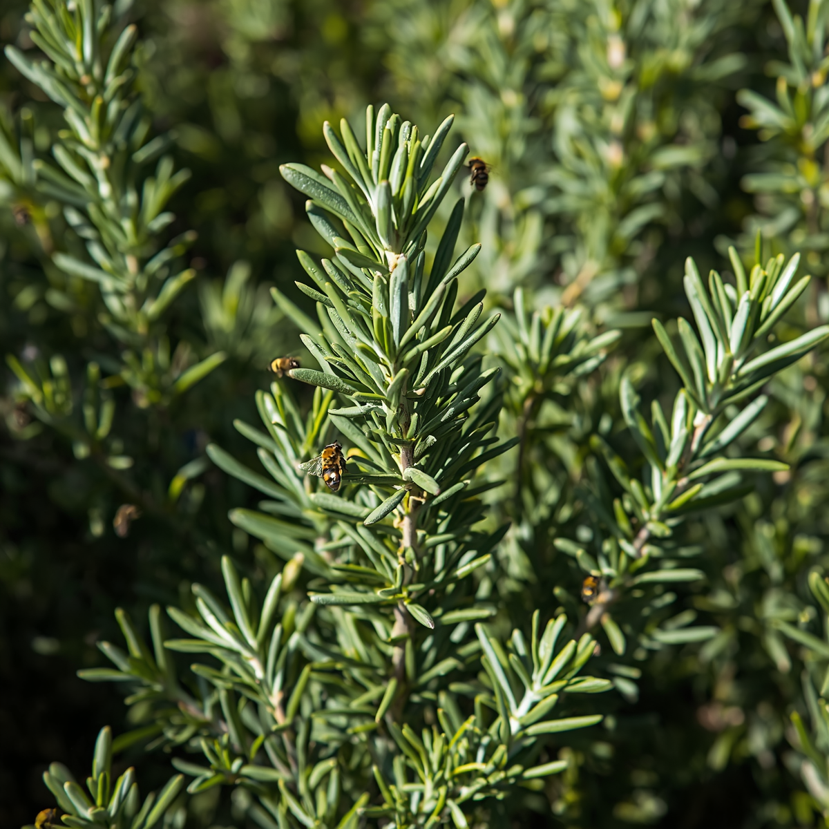 Planta de Romero Aromática para Jardín