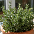 Planta de Romero Aromática para Jardín