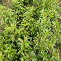 Eugenias