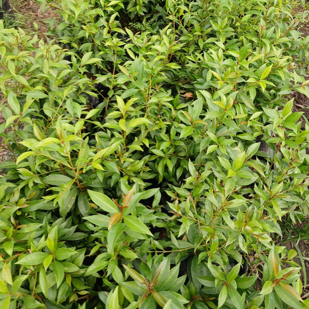 Eugenias
