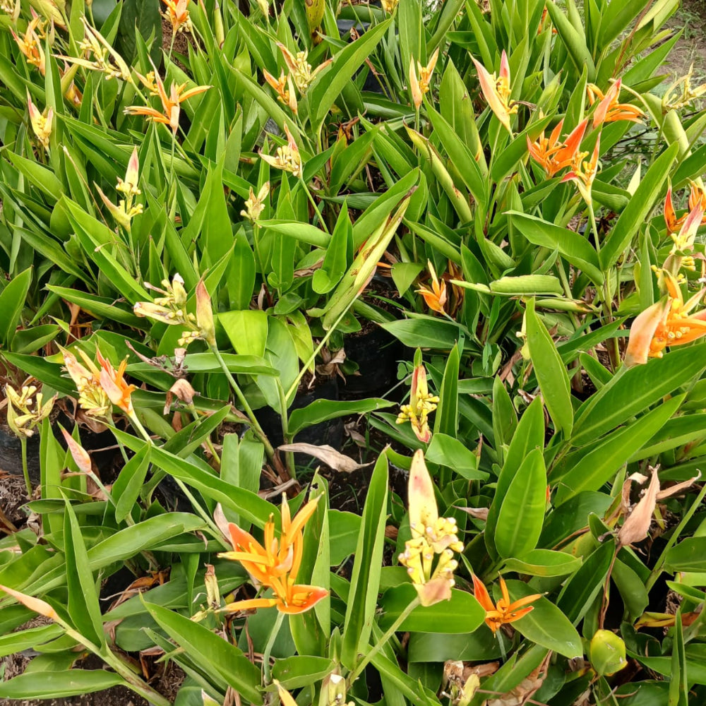 Heliconia - Avecilla