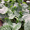 Alocasia corazón