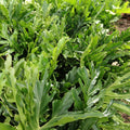 Philodendron