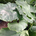 Alocasias