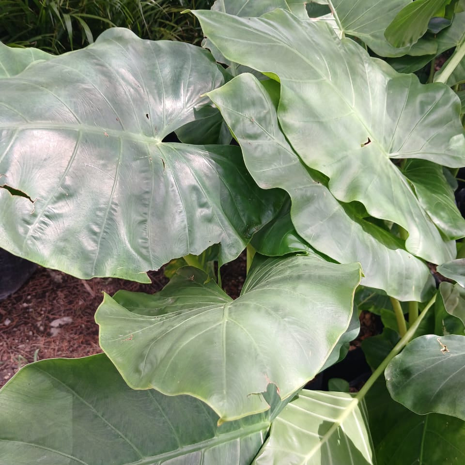 Alocasias